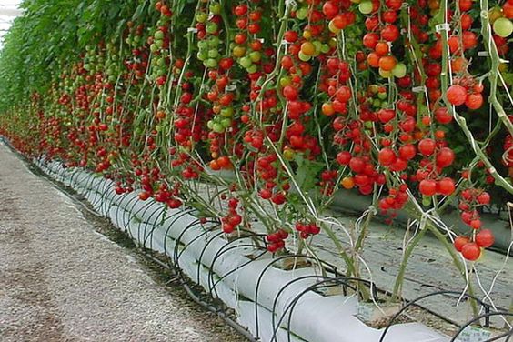 Labe George Hanbury Belicoso Plantar y Cultivar Tomates. ¡Fácil y saludable! | Jardinedia