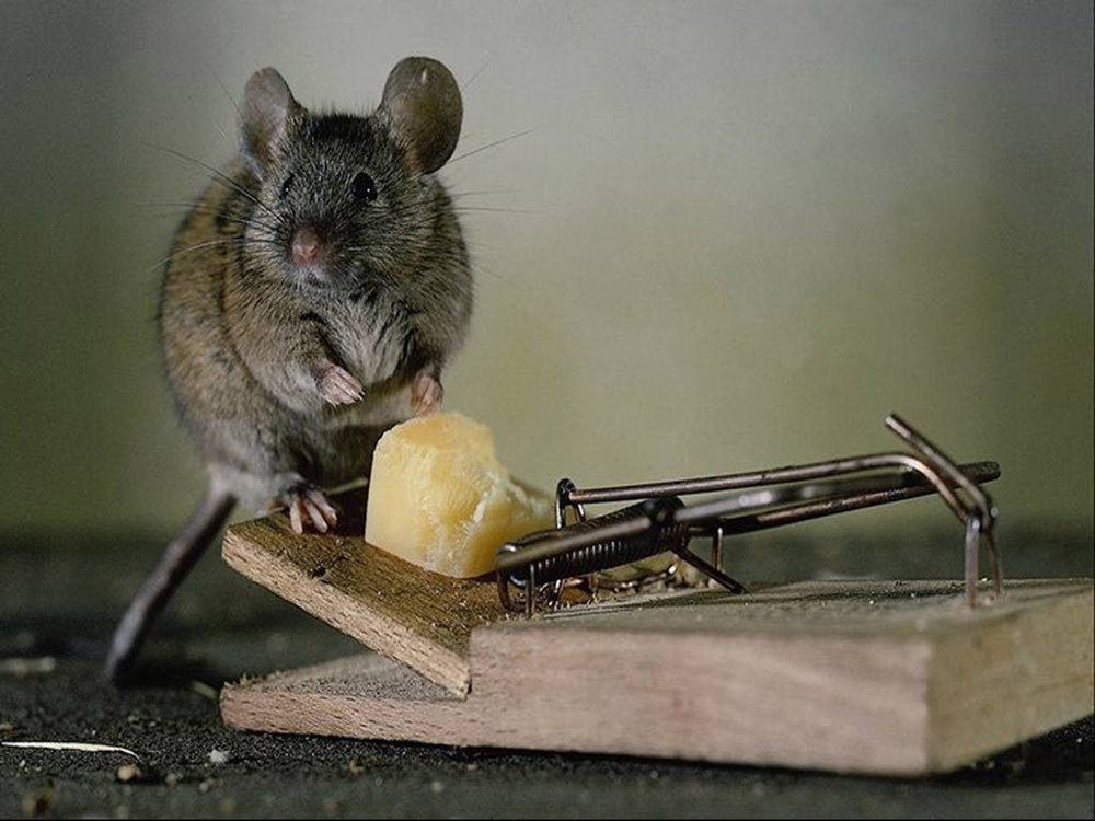 Hacia abajo interfaz avance ▷ 17 Trampas caseras para ratas y ratones | ¡Acaba con ellas!