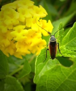Insecticidas