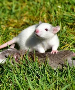 Raticidas