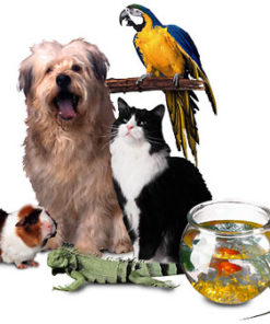 Mascotas