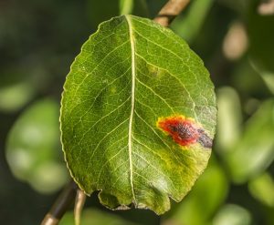 métodos de prevención de los hongos