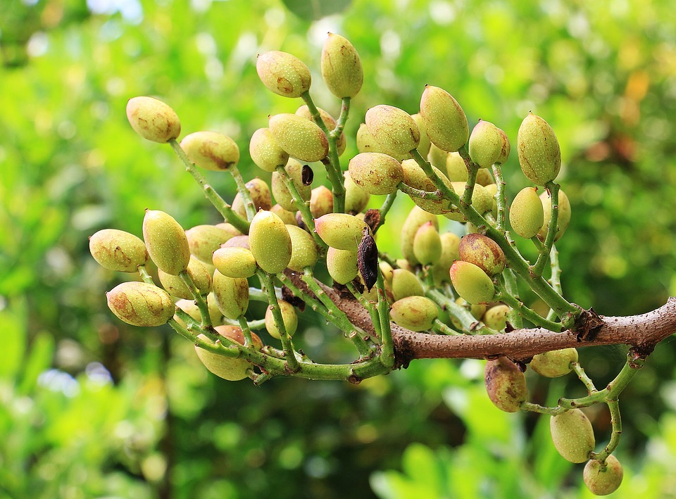árbol del pistacho