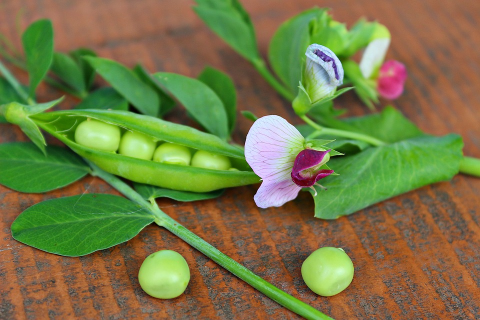Sembrar guisantes