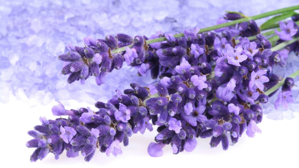 Plantas de Exterior como la Lavanda