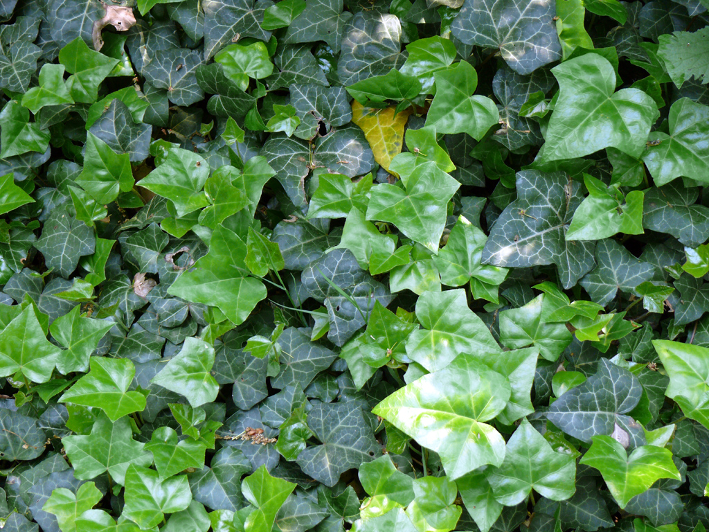 Fotos de Hiedra como Planta de Exterior