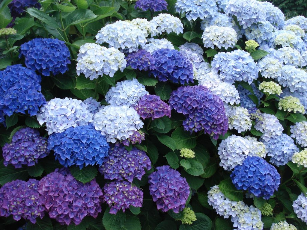 Hortensias - planta de exterior