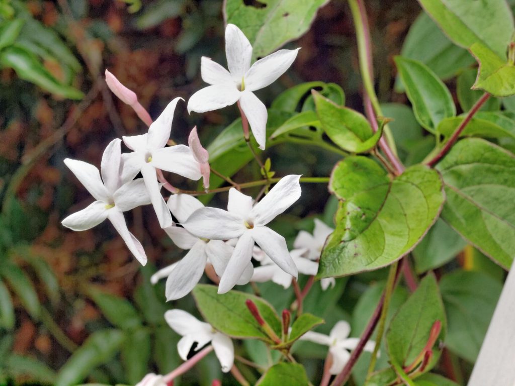 Jazmines - otra planta para exterior
