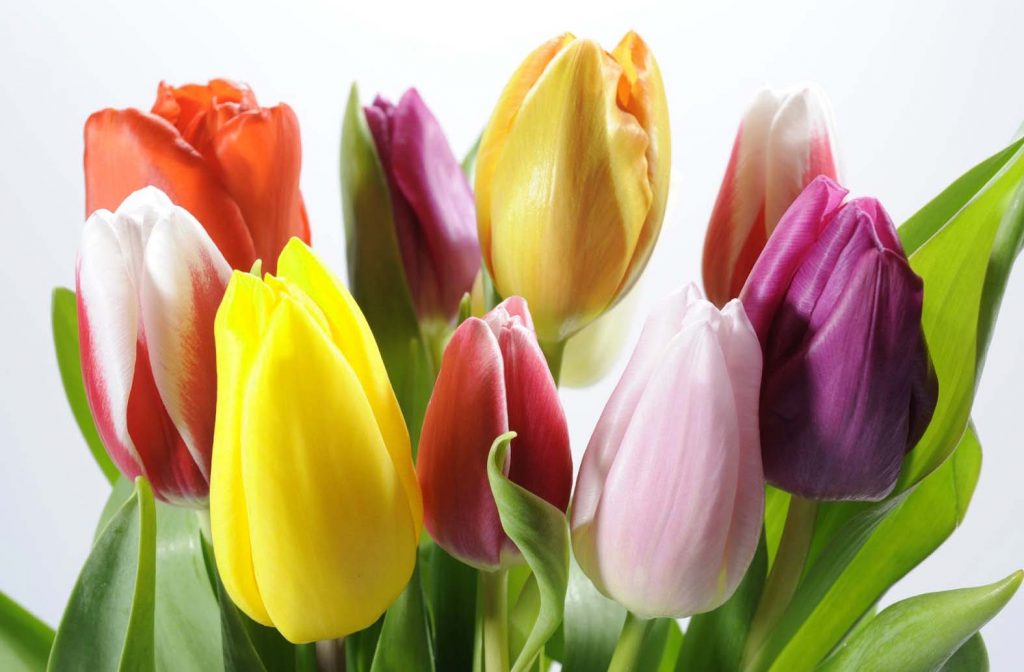 Tulipanes son planta de exterior
