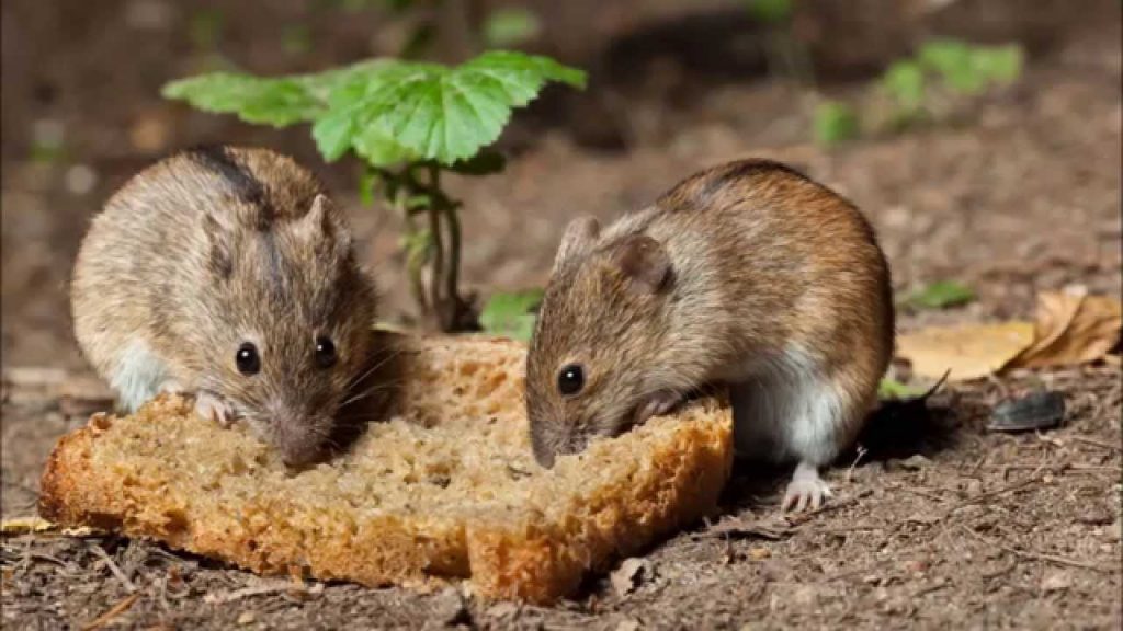 para ratas ratones | que son, tipos y cuál es el más efectivo en cada caso | Jardinedia