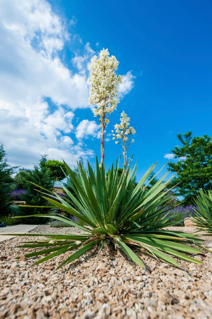 Yucca como una de las plantas de exterior
