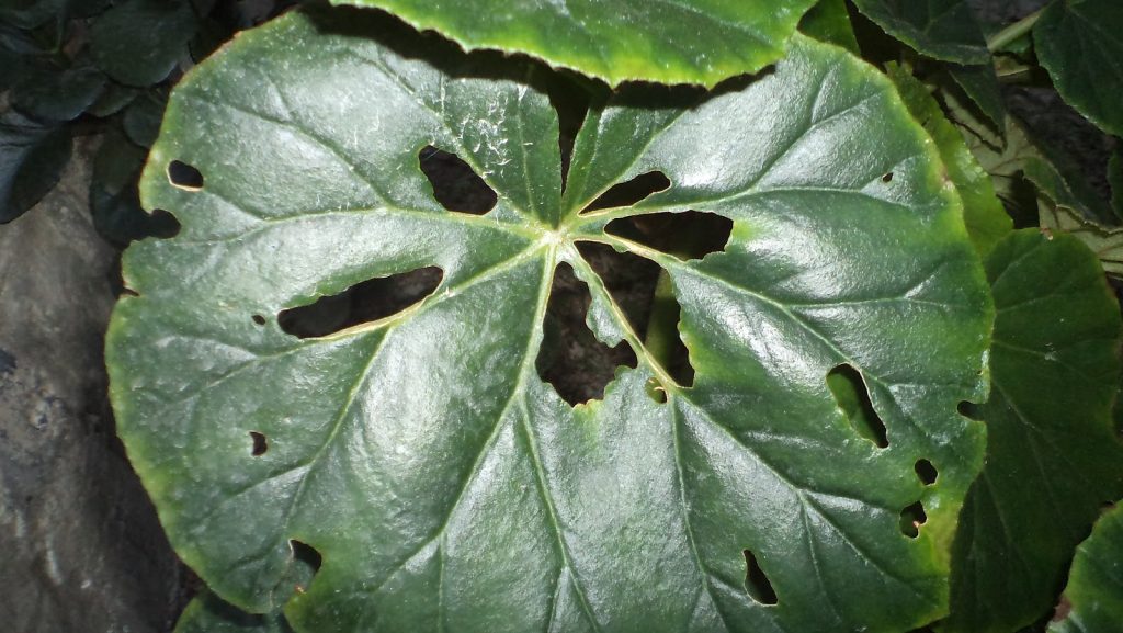 Plagas en las plantas Qué son, tipos que existen y cómo