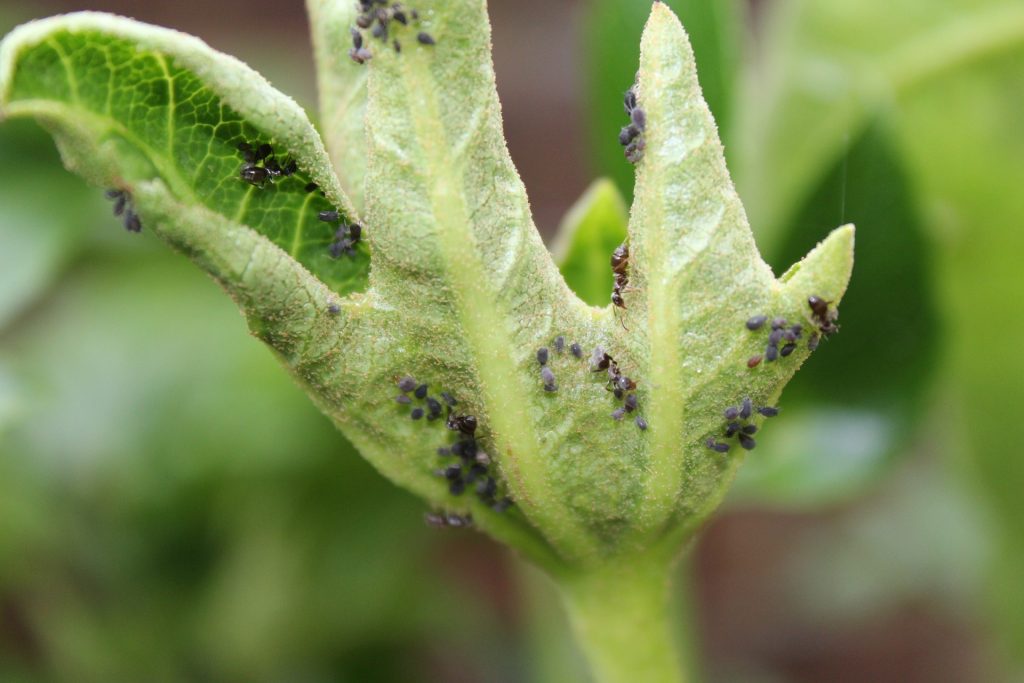 Plagas En Las Plantas Que Son Tipos Que Existen Y Como