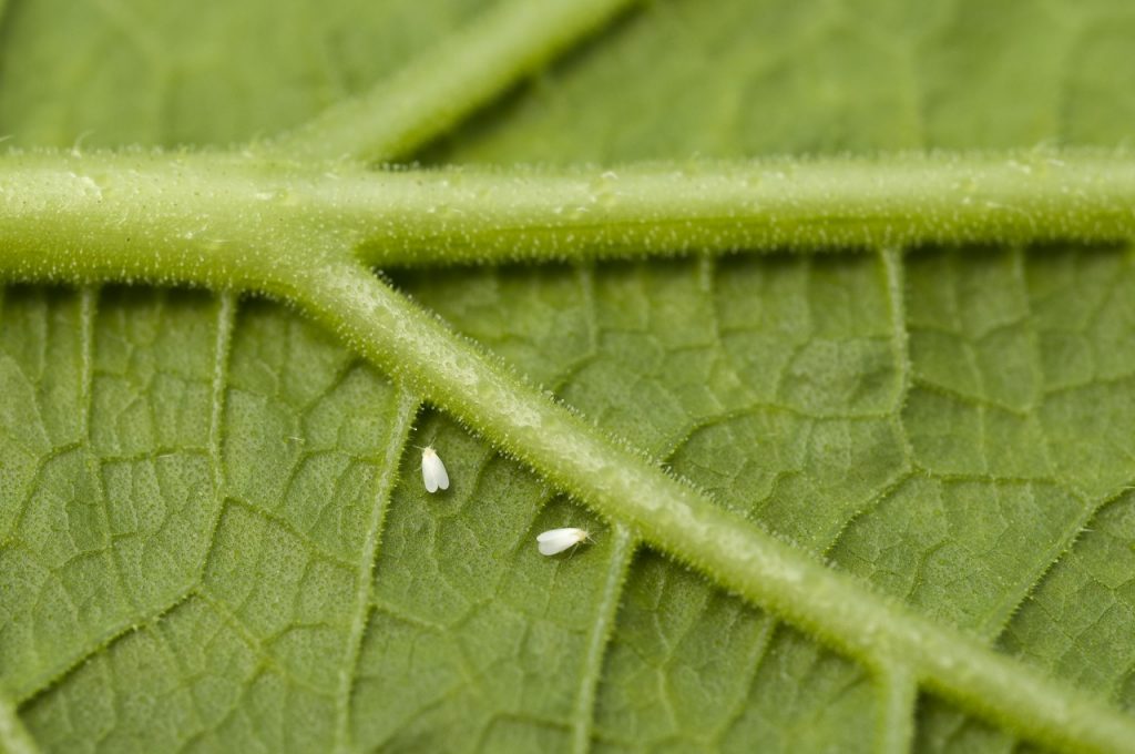 Plagas en las plantas Qué son, tipos que existen y cómo