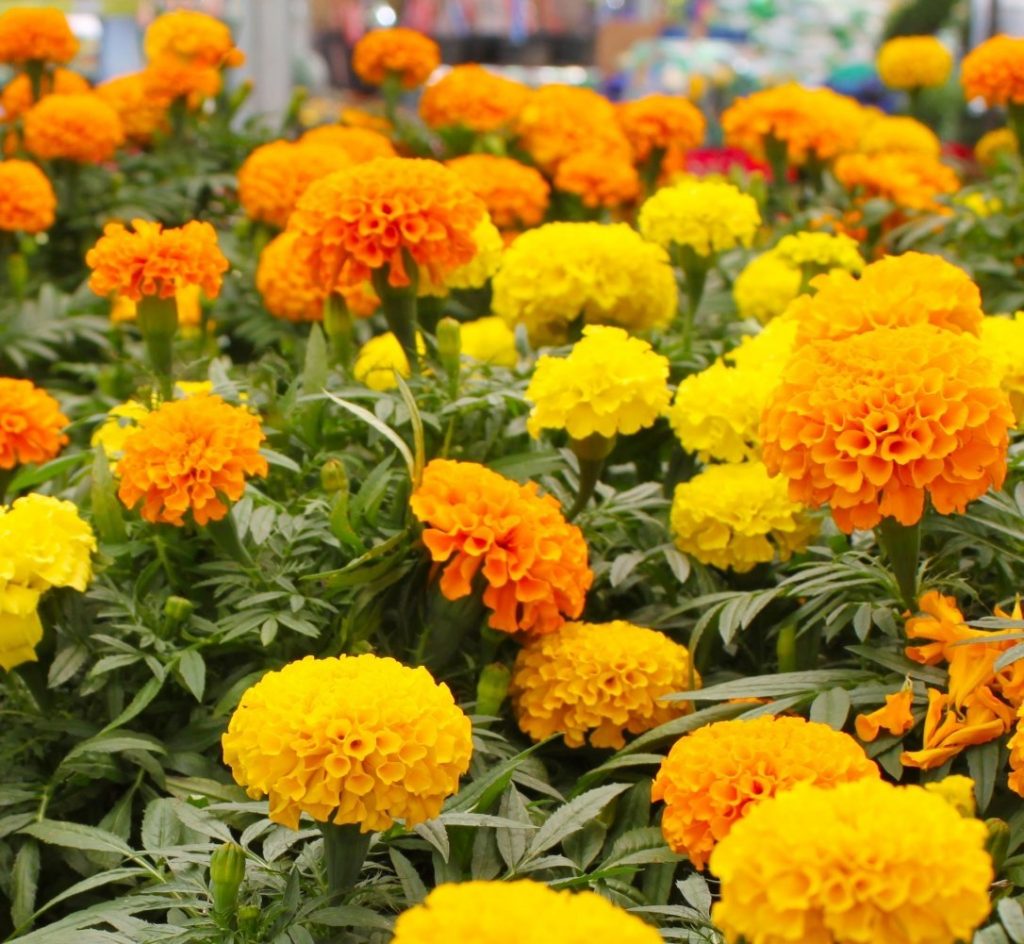 Tagetes o Clavel moro o Clavel chino | Sus propiedades y cómo se cultiva |  Jardinedia