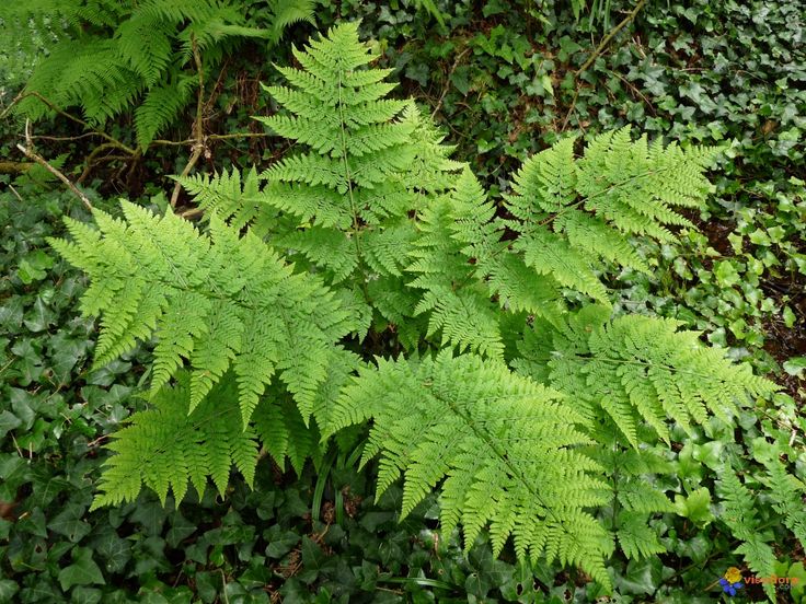 Plantas De Interior Que Necesitan Poca Luz Nombres E Imagenes