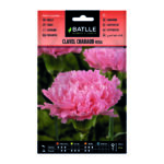 Clavel Chabaud Rosa