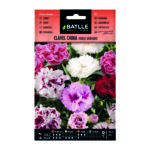 Clavel China Doble Variado